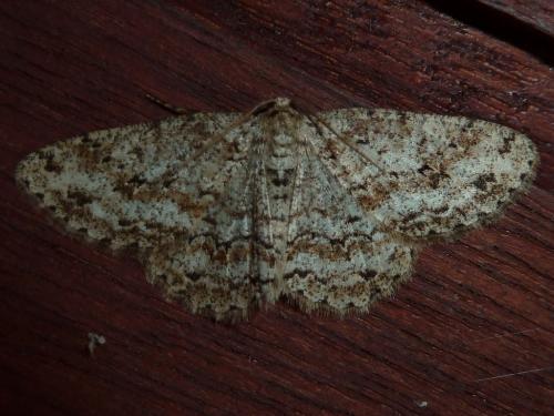 Ectropis crepuscularia